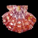 To Conchology (Mirapecten mirificus)