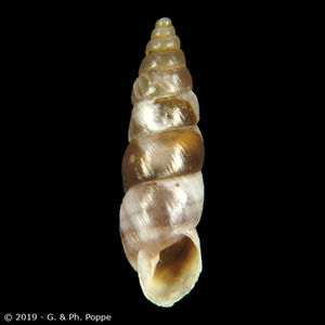 Solatopupa pallida