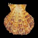 To Conchology (Mirapecten yaroni)