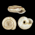 To Conchology (Chilostoma cingulatum frigidescens)