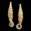 To Conchology (Tropidauchenia palatalis)