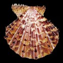 To Conchology (Mirapecten yaroni SPECIAL COLOR)