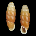 To Conchology (Liparophaedusa freyi)