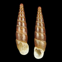 To Conchology (Hemicena polinskiana ancashensis)