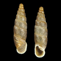 To Conchology (Parabalea latestriata densestriata)