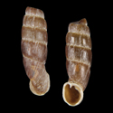 To Conchology (Andiniella flammulata f. unicolor)