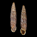 To Conchology (Parabalea gibbosula)