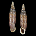 To Conchology (Oospira bensoni)