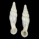 To Conchology (Tropidauchenia nakaharai ALBINO)