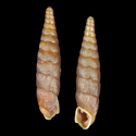 To Conchology (Clausilia rugosa magdalenica)