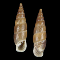 To Conchology (Alopia lischkeana sarkanyi)