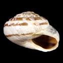 To Conchology (Marmorana globularis caltabellottensis)