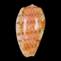 To Conchology (Textilia bullata GLOBOSE)