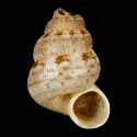 To Conchology (Adamsiella irrorata)