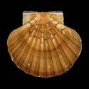 To Conchology (Pecten maximus OLIVE)