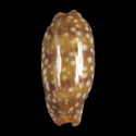 To Conchology (Macrocypraea cervinetta californica)