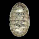 To Conchology (Chiton articulatus)