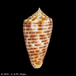 Phasmoconus cebuensis