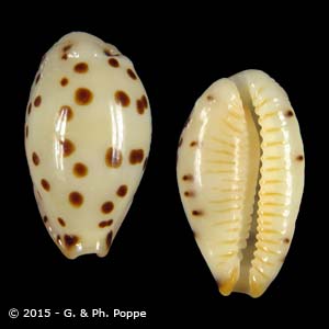 Ransoniella punctata punctata