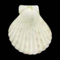 To Conchology (Anguipecten picturatus ALBINISTIC)