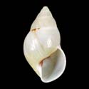 To Conchology (Amphidromus puspae)