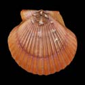 To Conchology (Aequipecten flabellum)