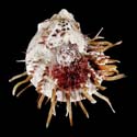 To Conchology (Spondylus virgineus)