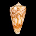 To Conchology (Phasmoconus alexandrei FREAK)