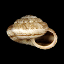 To Conchology (Xerotricha gasulli)