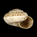 To Conchology (Xerotricha gasulli)