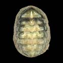 To Conchology (Onithochiton neglectus)