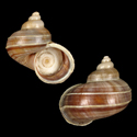 To Conchology (Tropidophora fivanonensis)