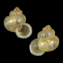 To Conchology (Pincerna otiphorus)