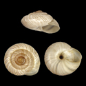 To Conchology (Tropidophora crenulata)