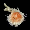 To Conchology (Spondylus nicobaricus f. ciliatus cf.)