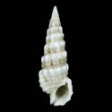 To Conchology (Cerithium salebrosum)