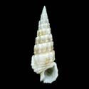 To Conchology (Cerithium salebrosum)