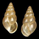 To Conchology (Naesiotus rivasii)