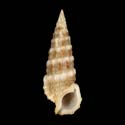 To Conchology (Cerithium salebrosum)