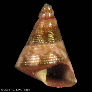 Jujubinus geographicus cf.