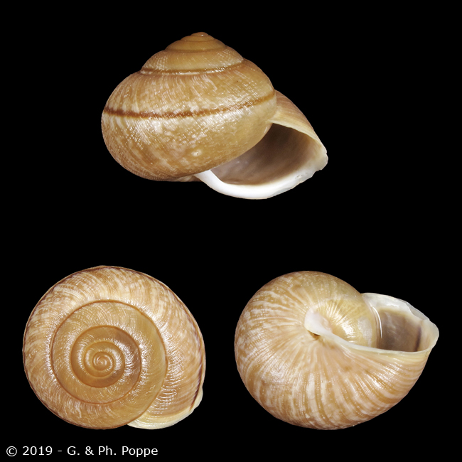 helminthoglypta nickliniana