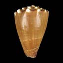 To Conchology (Lividoconus diadema)