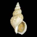 To Conchology (Buccinum chartium)