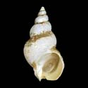 To Conchology (Buccinum suzumai)