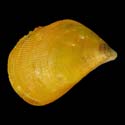 To Conchology (Septifer bilocularis YELLOW)