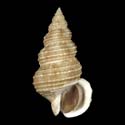 To Conchology (Buccinum zelotes)