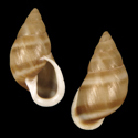 To Conchology (Partula lugubris)