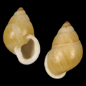 To Conchology (Partula auriculata)