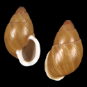 To Conchology (Partula affinis)