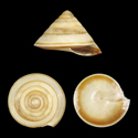 To Conchology (Geotrochus conus)